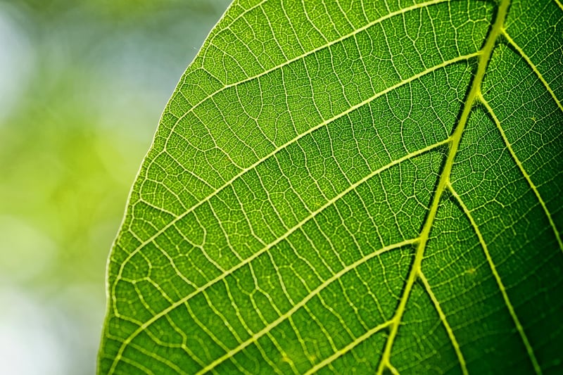 Leafy Greens